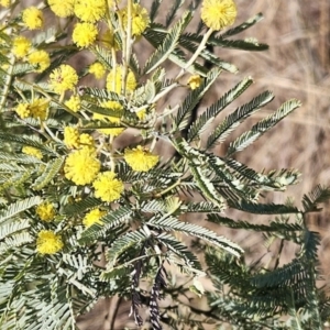 Acacia dealbata subsp. dealbata at Belconnen, ACT - 22 Jul 2023 03:14 PM