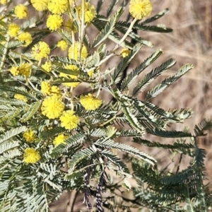 Acacia dealbata subsp. dealbata at Belconnen, ACT - 22 Jul 2023