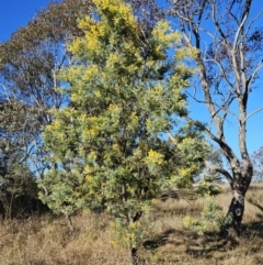 Acacia dealbata subsp. dealbata at Belconnen, ACT - 22 Jul 2023 03:14 PM