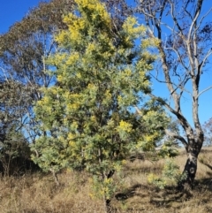 Acacia dealbata subsp. dealbata at Belconnen, ACT - 22 Jul 2023
