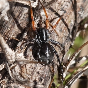 Nyssus coloripes at Rendezvous Creek, ACT - 10 May 2023