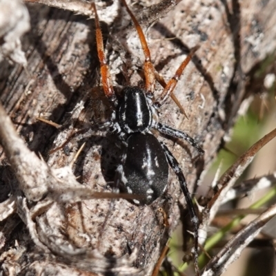 Nyssus coloripes (Spotted Ground Swift Spider) at Namadgi National Park - 10 May 2023 by RobG1