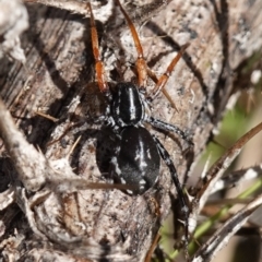 Nyssus coloripes (Spotted Ground Swift Spider) at Rendezvous Creek, ACT - 10 May 2023 by RobG1