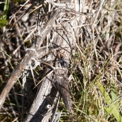 Nyssus coloripes at Rendezvous Creek, ACT - 10 May 2023