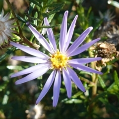 Olearia tenuifolia (Narrow-leaved Daisybush) at Namadgi National Park - 10 May 2023 by RobG1