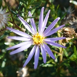 Olearia tenuifolia at Rendezvous Creek, ACT - 10 May 2023