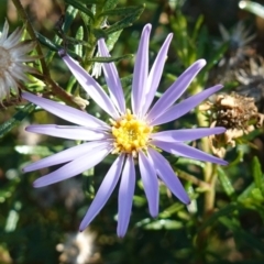 Olearia tenuifolia (Narrow-leaved Daisybush) at Rendezvous Creek, ACT - 10 May 2023 by RobG1