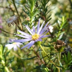 Olearia tenuifolia at Rendezvous Creek, ACT - 10 May 2023