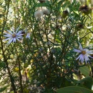 Olearia tenuifolia at Rendezvous Creek, ACT - 10 May 2023