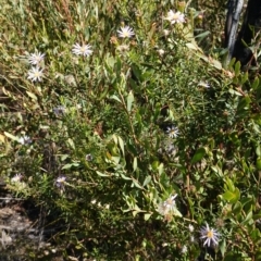 Olearia tenuifolia at Rendezvous Creek, ACT - 10 May 2023