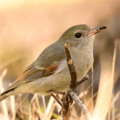 Pachycephala pectoralis (Golden Whistler) at The Pinnacle - 31 Jul 2023 by Thurstan