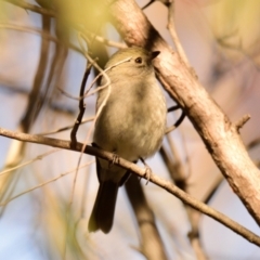 Pachycephala pectoralis at Belconnen, ACT - 31 Jul 2023