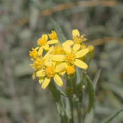 Senecio linearifolius var. intermedius at Namadgi National Park - 10 May 2023 by RobG1