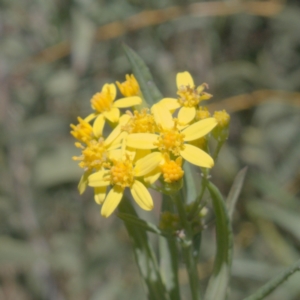 Senecio linearifolius var. intermedius at Rendezvous Creek, ACT - 10 May 2023 12:40 PM