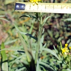 Senecio linearifolius var. intermedius at Rendezvous Creek, ACT - 10 May 2023 12:40 PM