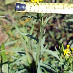 Senecio linearifolius var. intermedius at Rendezvous Creek, ACT - 10 May 2023