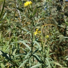 Senecio linearifolius var. intermedius at Rendezvous Creek, ACT - 10 May 2023 12:40 PM