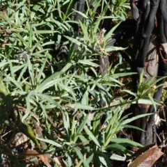 Senecio linearifolius var. intermedius at Rendezvous Creek, ACT - 10 May 2023