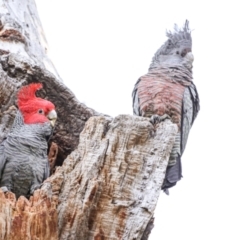 Callocephalon fimbriatum (Gang-gang Cockatoo) at GG179 - 30 Jul 2023 by Jaydengunn