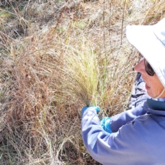 Nassella trichotoma (Serrated Tussock) at The Fair, Watson - 31 Jul 2023 by abread111