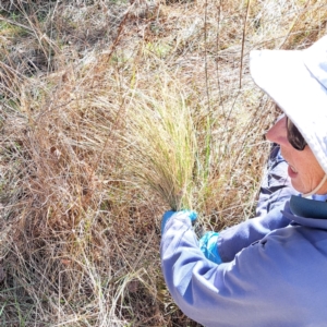 Nassella trichotoma at Watson, ACT - 31 Jul 2023