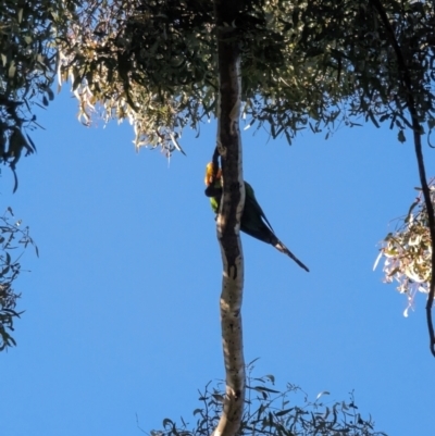 Polytelis swainsonii (Superb Parrot) at Phillip, ACT - 31 Jul 2023 by stofbrew