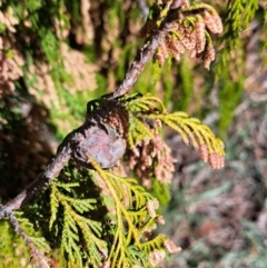 Hesperocyparis macrocarpa (Monterey Cypress) at The Fair, Watson - 31 Jul 2023 by abread111
