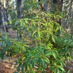 Pittosporum undulatum (Sweet Pittosporum) at Isaacs, ACT - 31 Jul 2023 by Mike