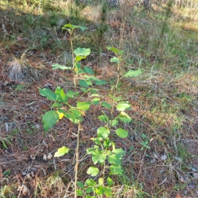 Pyrus sp. (An Ornamental Pear) at Isaacs Ridge and Nearby - 31 Jul 2023 by Mike