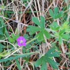 Geranium solanderi var. solanderi (Native Geranium) at Isaacs, ACT - 31 Jul 2023 by Mike