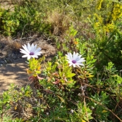 Dimorphotheca ecklonis (South African Daisy) at Isaacs Ridge - 31 Jul 2023 by Mike