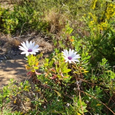 Dimorphotheca ecklonis (African Daisy) at Isaacs Ridge and Nearby - 31 Jul 2023 by Mike