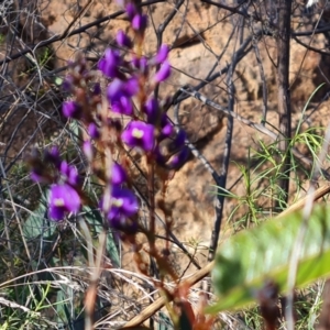 Hardenbergia violacea at Isaacs, ACT - 31 Jul 2023 02:43 PM