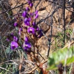 Hardenbergia violacea (False Sarsaparilla) at Isaacs Ridge and Nearby - 31 Jul 2023 by Mike