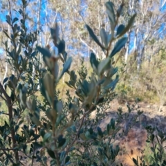 Bursaria spinosa subsp. lasiophylla (Australian Blackthorn) at Isaacs Ridge and Nearby - 31 Jul 2023 by Mike
