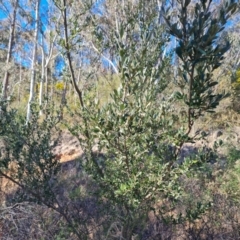 Bursaria spinosa subsp. lasiophylla at Isaacs, ACT - 31 Jul 2023