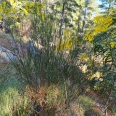 Cytisus scoparius subsp. scoparius (Scotch Broom, Broom, English Broom) at Isaacs Ridge and Nearby - 31 Jul 2023 by Mike