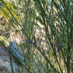 Cytisus scoparius subsp. scoparius at Isaacs, ACT - 31 Jul 2023