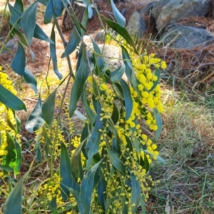 Acacia pycnantha at Isaacs, ACT - 31 Jul 2023