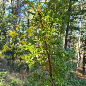 Pyracantha sp. at Isaacs, ACT - 31 Jul 2023