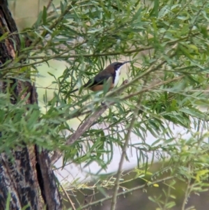 Acanthorhynchus tenuirostris at Nariel Valley, VIC - suppressed