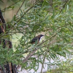 Acanthorhynchus tenuirostris at Nariel Valley, VIC - suppressed