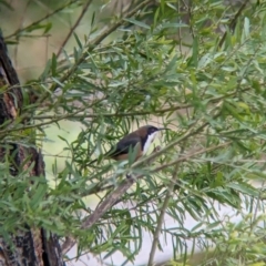 Acanthorhynchus tenuirostris at Nariel Valley, VIC - 29 Jul 2023