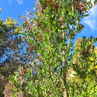Bursaria spinosa subsp. spinosa (Blackthorn, Boxthorn) at Mount Majura - 11 Aug 2023 by abread111