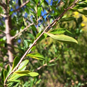 Bursaria spinosa subsp. spinosa at Watson, ACT - 11 Aug 2023 04:08 PM