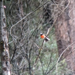 Petroica boodang (Scarlet Robin) at Nariel Valley, VIC - 29 Jul 2023 by Darcy
