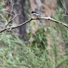 Petroica boodang at Nariel Valley, VIC - suppressed
