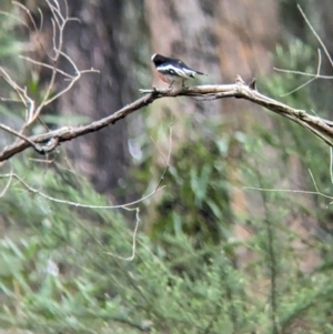 Petroica boodang at Nariel Valley, VIC - suppressed