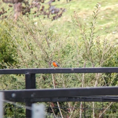 Petroica phoenicea (Flame Robin) at Nariel Valley, VIC - 29 Jul 2023 by Darcy