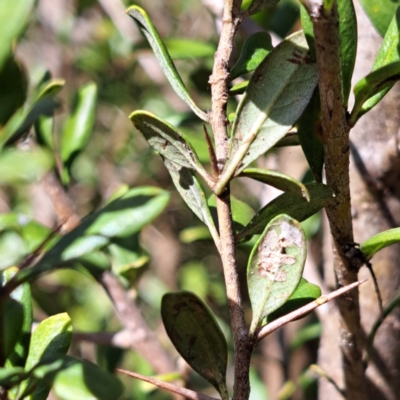 Bursaria spinosa subsp. lasiophylla (Australian Blackthorn) at Mount Majura - 31 Jul 2023 by abread111